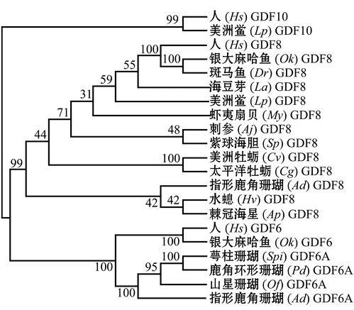 水产动物TGF β超家族基因系统进化及生物学功能研究进展